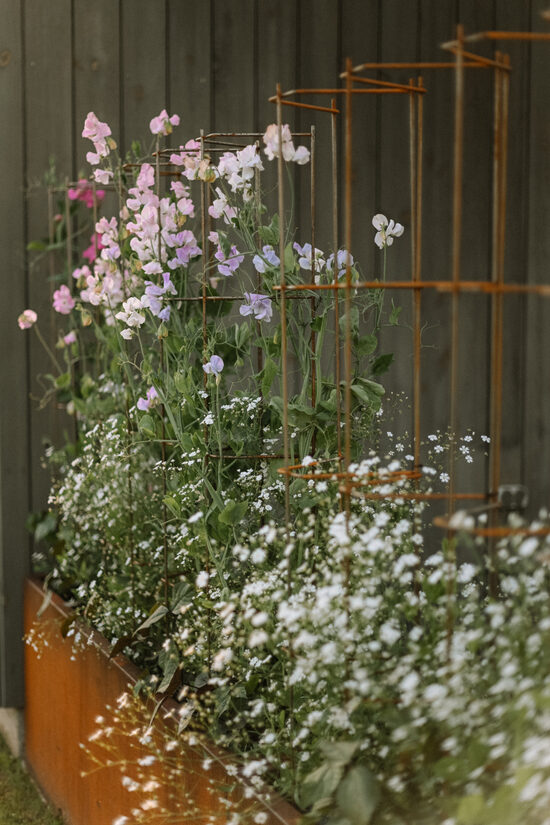 Plant holders
